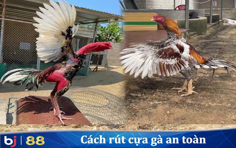 Đảm bảo sức khỏe và an toàn cho chiến kê của bạn khi rút cựa gà.