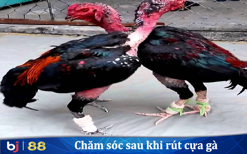 Chăm sóc sau khi rút cựa gà là điều cần thiết.