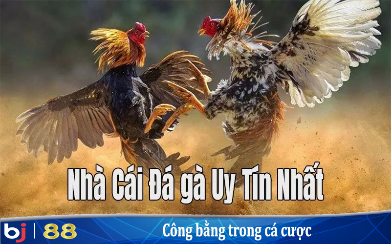 Bj88 là một trong những trang đá gà uy tín tốt nhất.