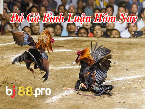 Đá gà trực tiếp bình luận viên giúp trận đấu sôi động hơn