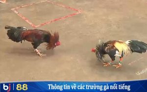Thông tin về các trường gà nổi tiếng tại Campuchia